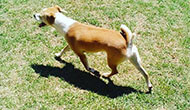 Dog Boarding Kennel