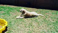 Dog Boarding Kennel